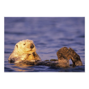 Sea Otters, Enhydra lutris 3 Photo Print