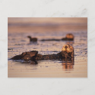 Sea Otters, Enhydra lutris 3 Postcard