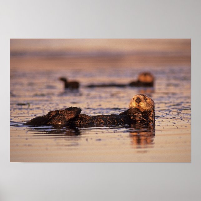 Sea Otters, Enhydra lutris 3 Poster (Front)