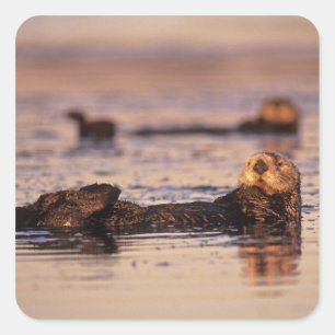 Sea Otters, Enhydra lutris 3 Square Sticker