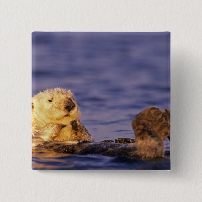 Sea Otters, Enhydra lutris 4 15 Cm Square Badge (Front)