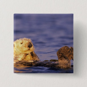 Sea Otters, Enhydra lutris 4 15 Cm Square Badge