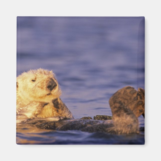 Sea Otters, Enhydra lutris 4 Magnet (Front)