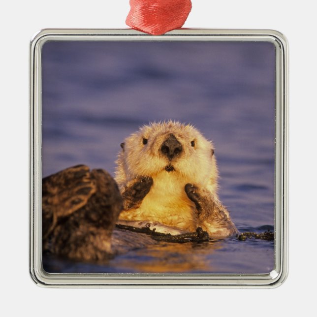 Sea Otters, Enhydra lutris 5 Metal Ornament (Front)