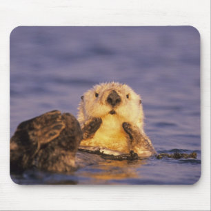 Sea Otters, Enhydra lutris 5 Mouse Pad