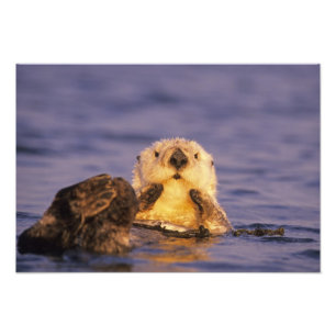 Sea Otters, Enhydra lutris 5 Photo Print