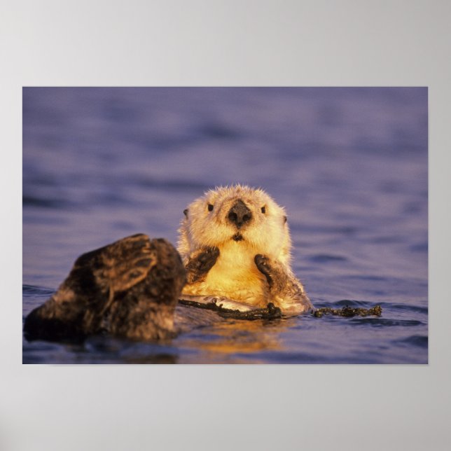 Sea Otters, Enhydra lutris 5 Poster (Front)