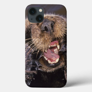 Sea Otters, Enhydra lutris 6 iPhone 13 Case