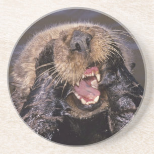 Sea Otters, Enhydra lutris 6 Coaster