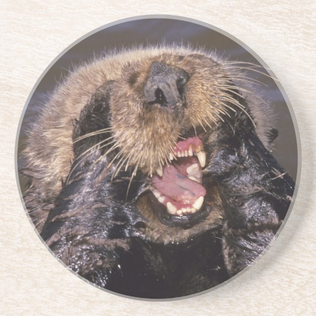 Sea Otters, Enhydra lutris 6 Coaster (Front)
