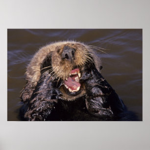 Sea Otters, Enhydra lutris 6 Poster