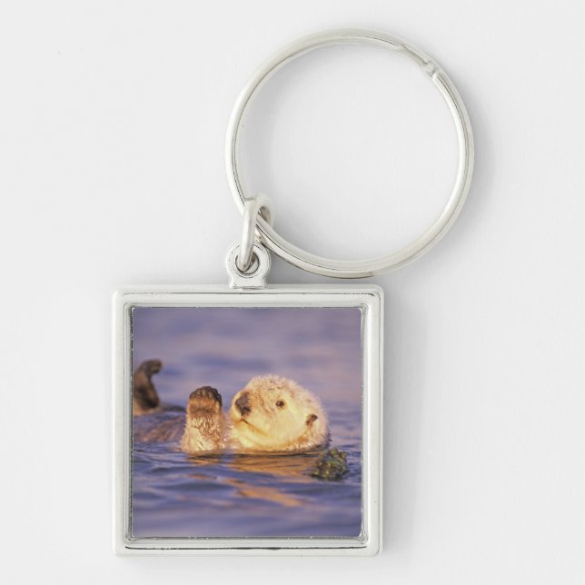 Sea Otters, Enhydra lutris Key Ring (Front)
