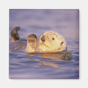 Sea Otters, Enhydra lutris Magnet