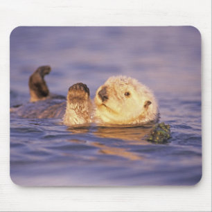 Sea Otters, Enhydra lutris Mouse Pad