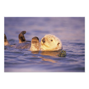 Sea Otters, Enhydra lutris Photo Print