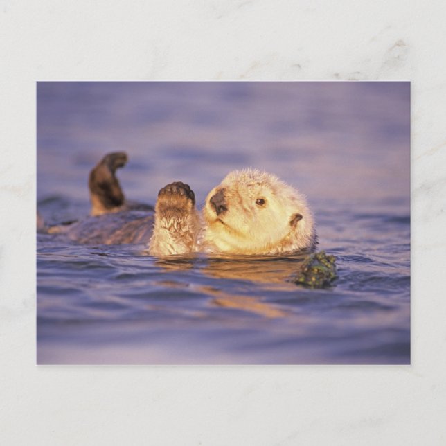 Sea Otters, Enhydra lutris Postcard (Front)