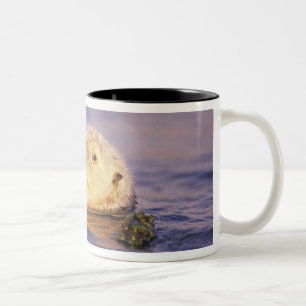 Sea Otters, Enhydra lutris Two-Tone Coffee Mug