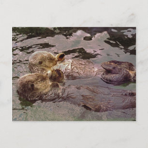 Sea Otters Holding Hands Postcard