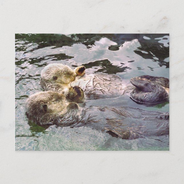 Sea Otters Holding Hands Postcard (Front)