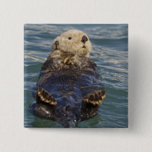 Sea otters play on icebergs at Surprise Inlet 15 Cm Square Badge