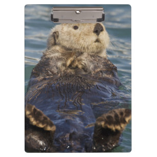 Sea otters play on icebergs at Surprise Inlet Clipboard
