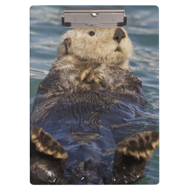 Sea otters play on icebergs at Surprise Inlet Clipboard (Front)