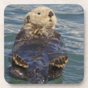 Sea otters play on icebergs at Surprise Inlet Coaster