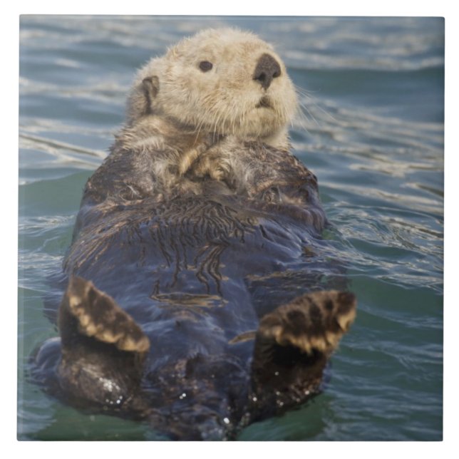 Sea otters play on icebergs at Surprise Inlet Tile (Front)