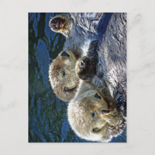 Sea-otters Postcard