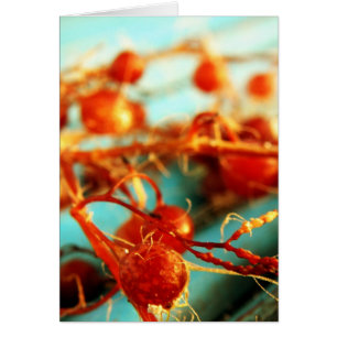 Sea plants