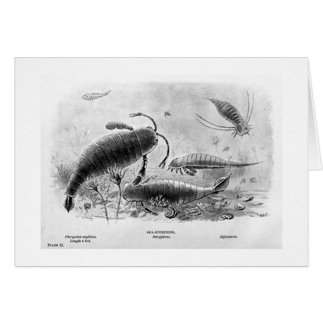 Sea-scorpions art card (Front Horizontal)