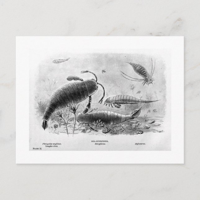 Sea-scorpions art postcard (Front)