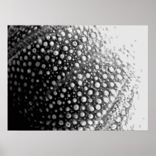 SEA-SHELL 4 POSTER