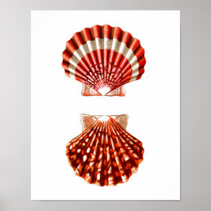 Sea Shell Art Print no.9 Beach Home Decor