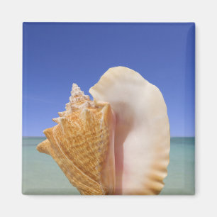 Sea Shell Close Up Magnet