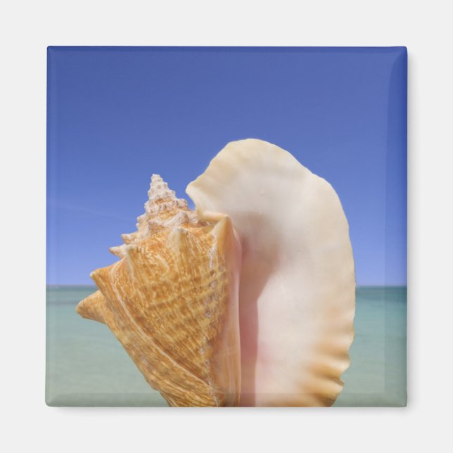 Sea Shell Close Up Magnet (Front)
