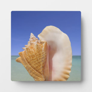 Sea Shell Close Up Plaque