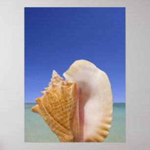 Sea Shell Close Up Poster