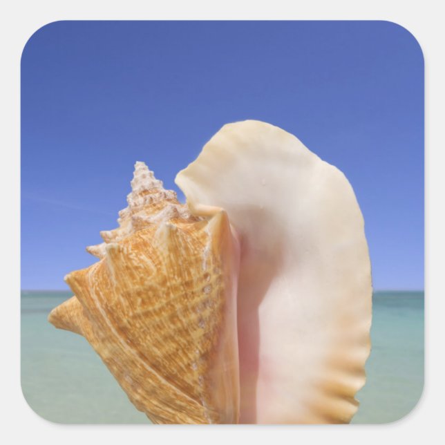 Sea Shell Close Up Square Sticker (Front)