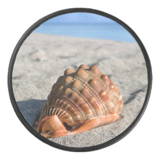 Sea shell, Giant conch, Cypraeacassis rufa Hockey Puck