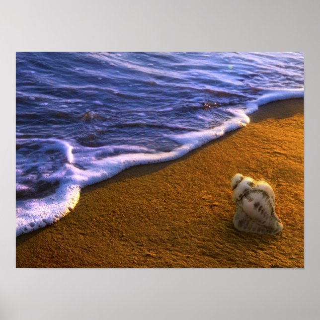 Sea Shell In Surf Zone Poster (Front)