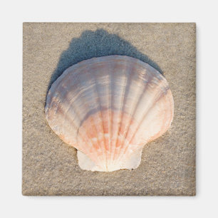 Sea Shell Laying On Sandy Beach Magnet