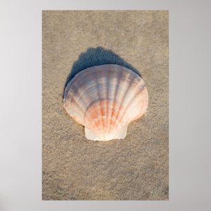 Sea Shell Laying On Sandy Beach Poster