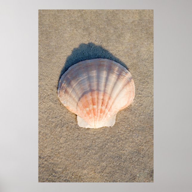 Sea Shell Laying On Sandy Beach Poster (Front)