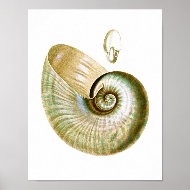 Sea Shell no.11 Beach Decor Art Print (Front)