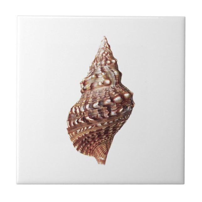 Sea Shell no. 1 Beach Home Decor gift Tile (Front)