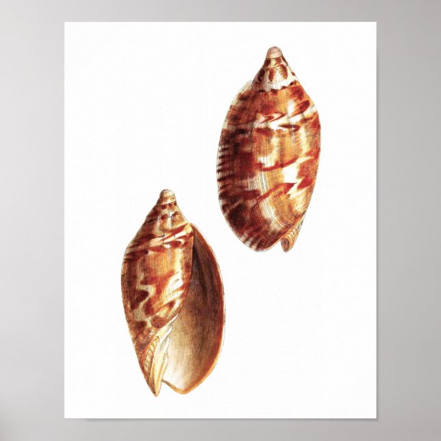 Sea Shell no.5 Beach Decor Art Print (Front)