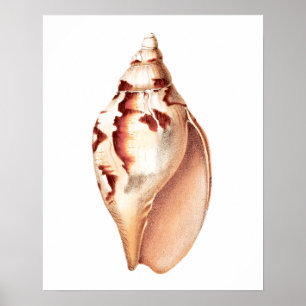 Sea Shell no. 6 Beach Decor Art Print.