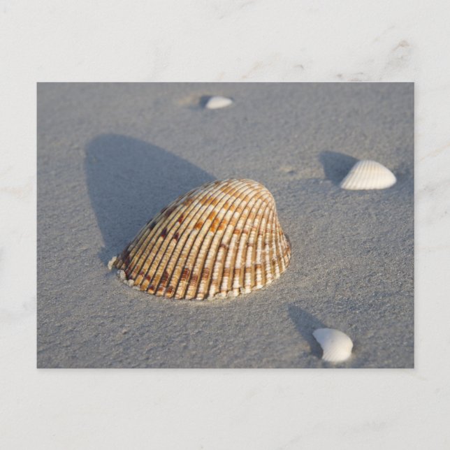 Sea Shell Postcard (Front)