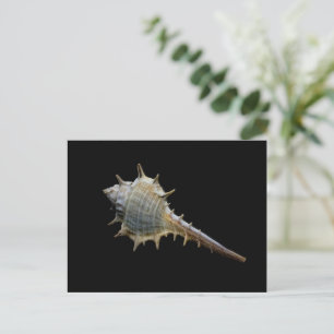 Sea Shell Postcard – Photography by Freyja